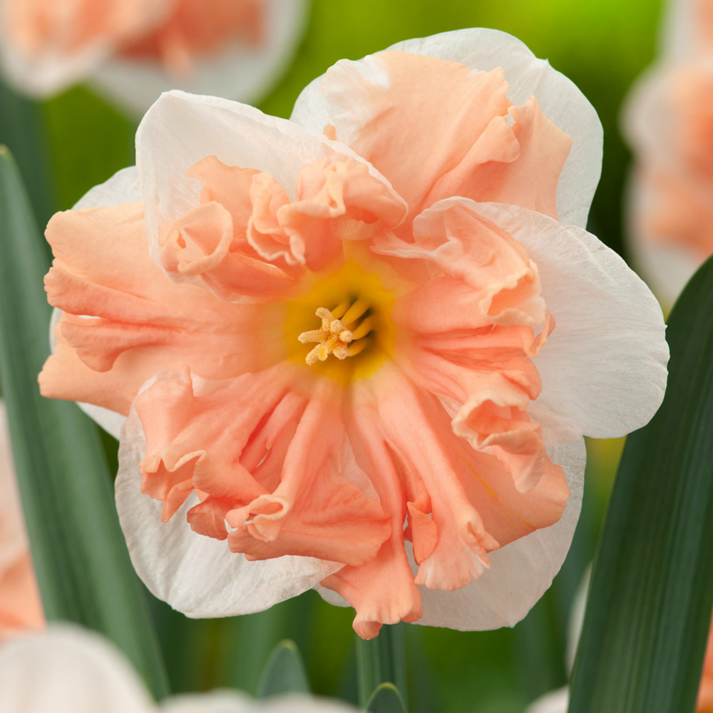 Stjernenarcis 'Apricot Whirl' 5 stk
