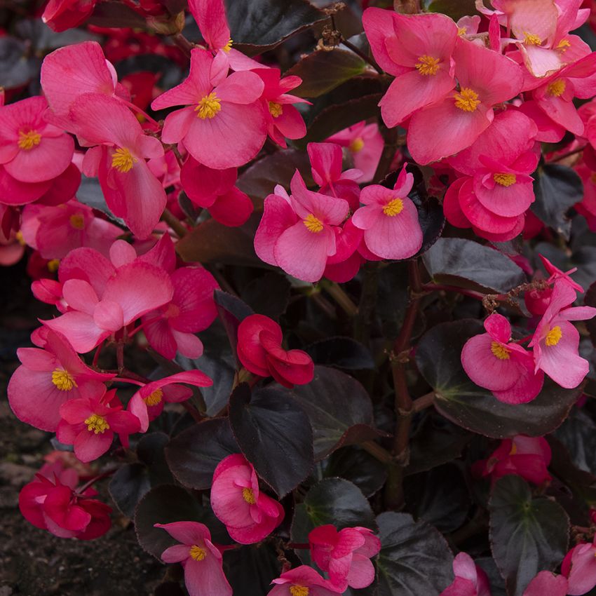 Begonia F1 'Viking Pink on Chocolate'