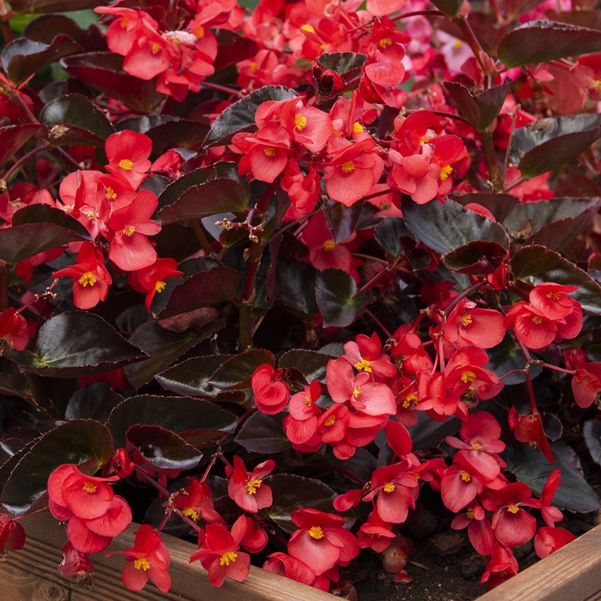 Begonia F1 'Viking Red on Chocolate'