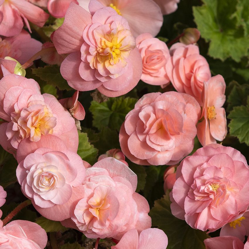 Knoldbegonia F1 'Fortune Pink'