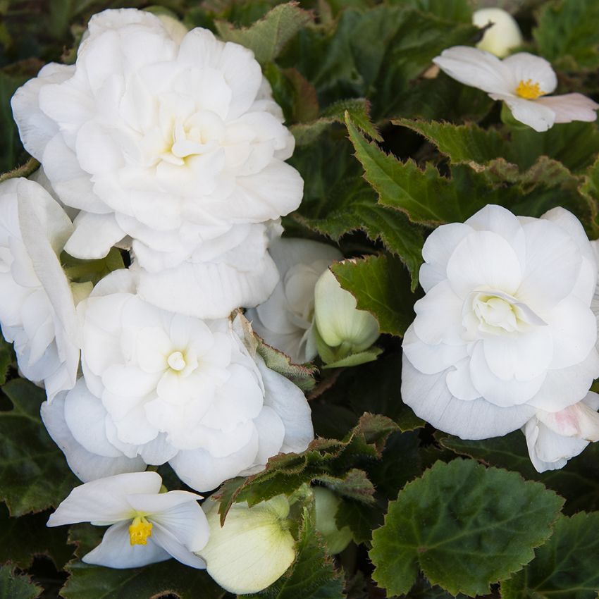 Knoldbegonia F1 'Fortune White'