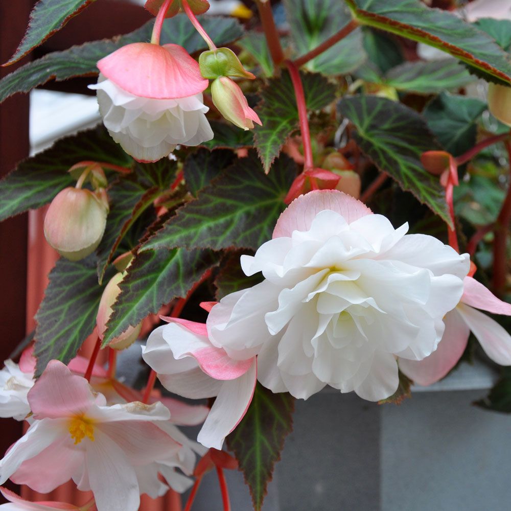 Hængebegonia F1 'Illumination White'