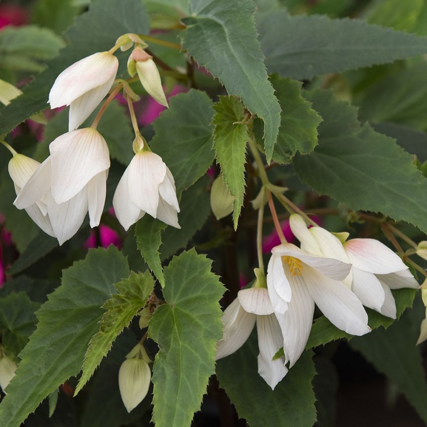 Hængebegonia F1 'Groovy White'