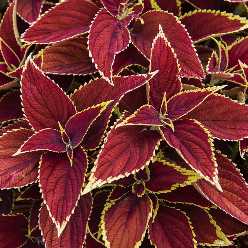 Paletblad 'Premium Sun Ruby Heart'