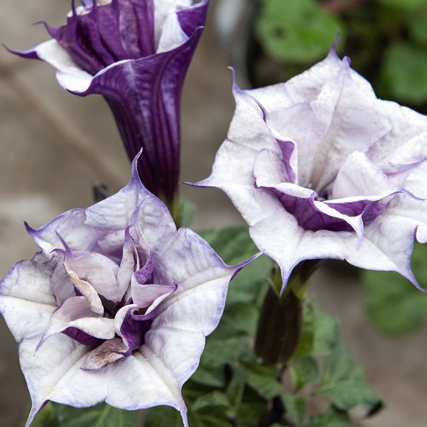 Pigæble 'Double Purple'