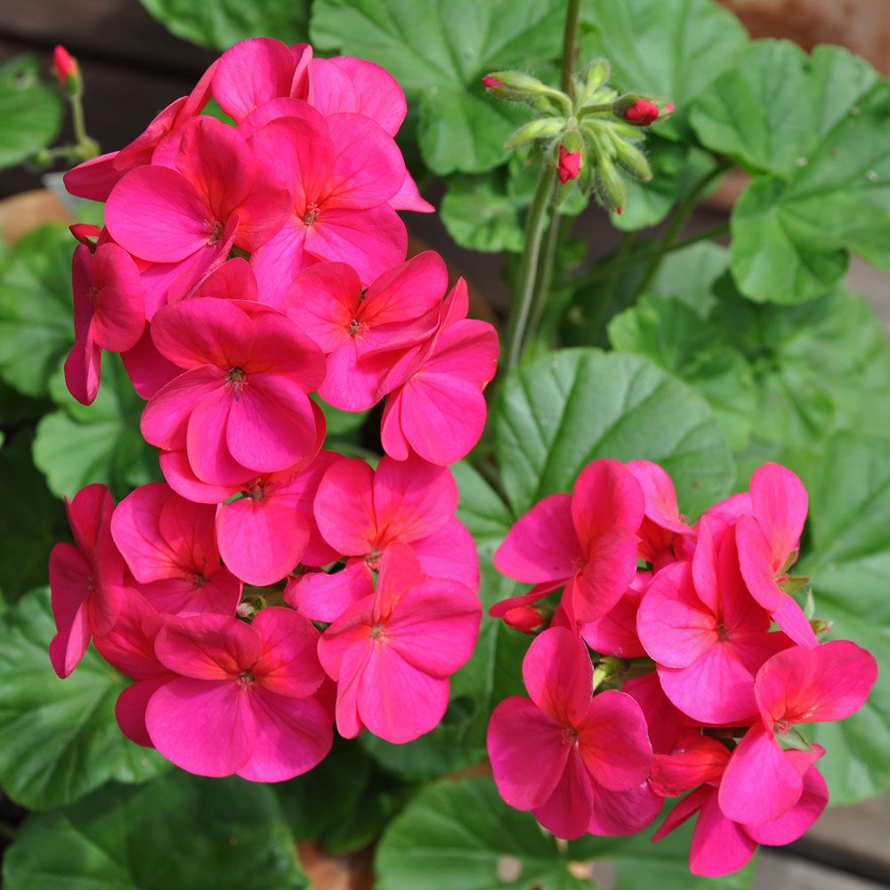 Pelargonie F1 'Apache Violet'