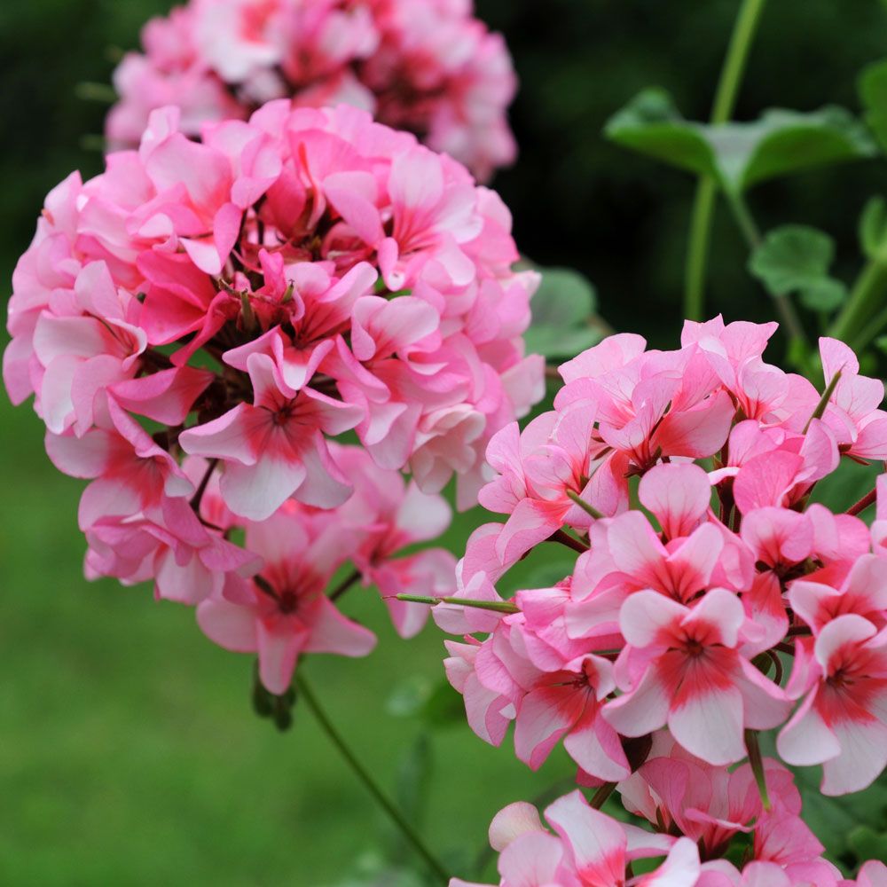 Pelargonie F1 'Apache Star'