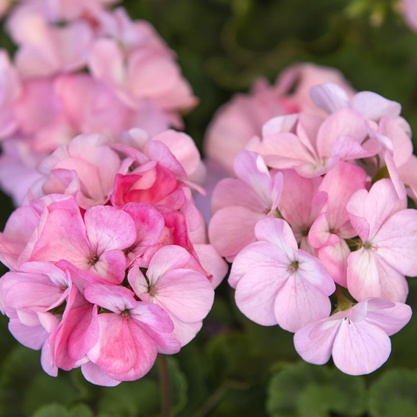 Pelargonie F1 'Apache Appleblossom'