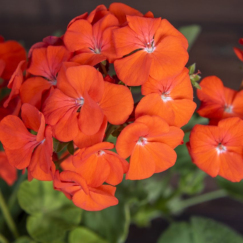 Pelargonie F1 'Lucie'