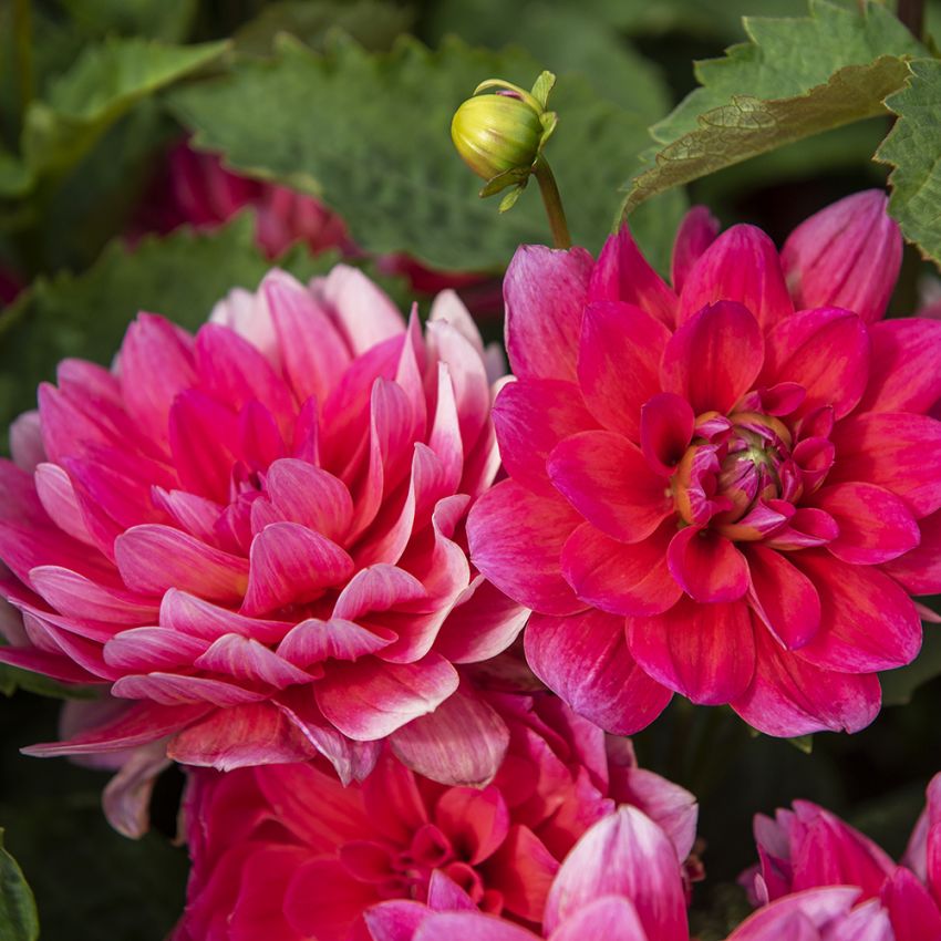 Åkandedahlia 'Berliner Kleene' 1 stk.