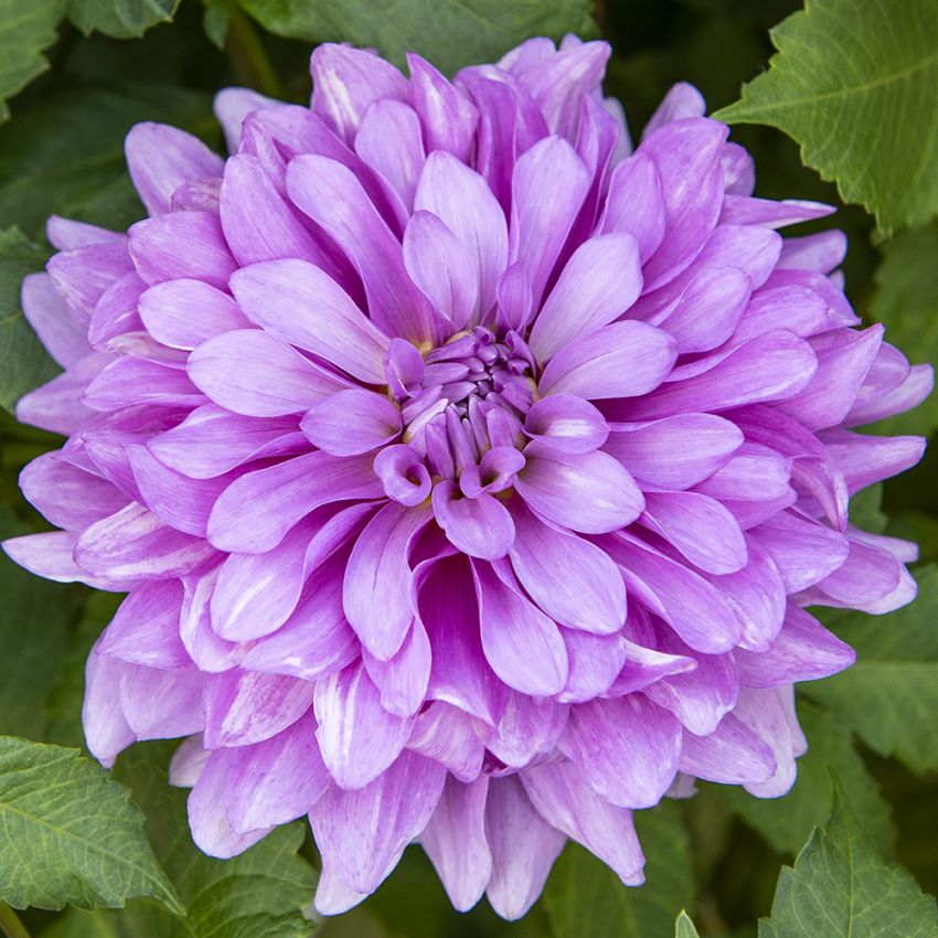 Dekorativ dahlia 'Bluetiful' 1 stk.