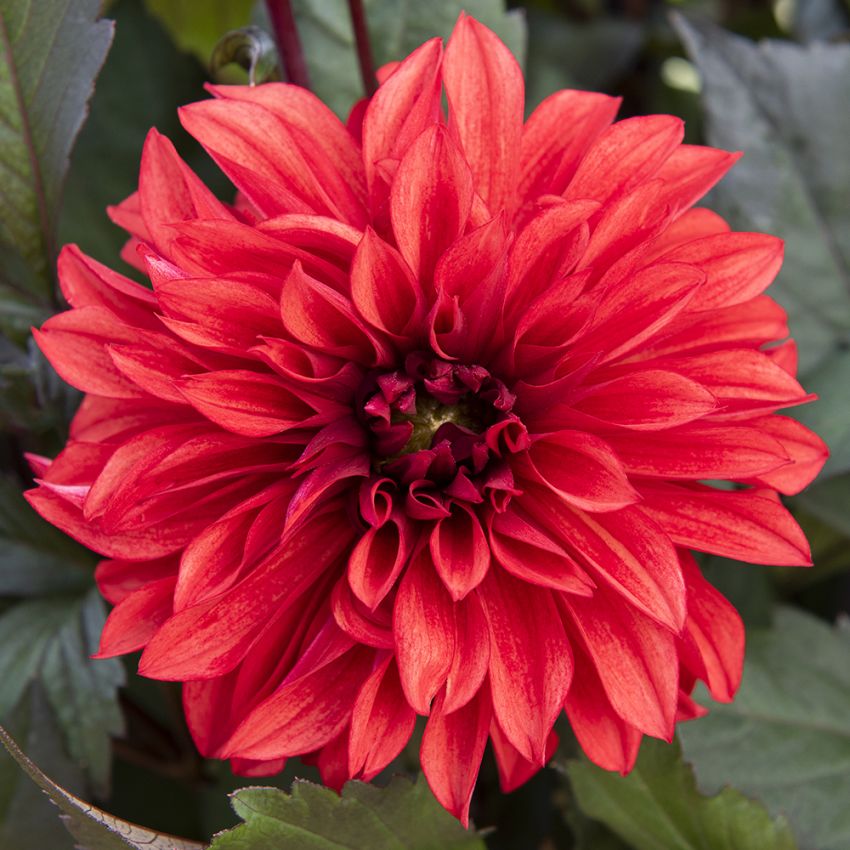 Dekorativ dahlia 'Cool Flame' 1 stk.