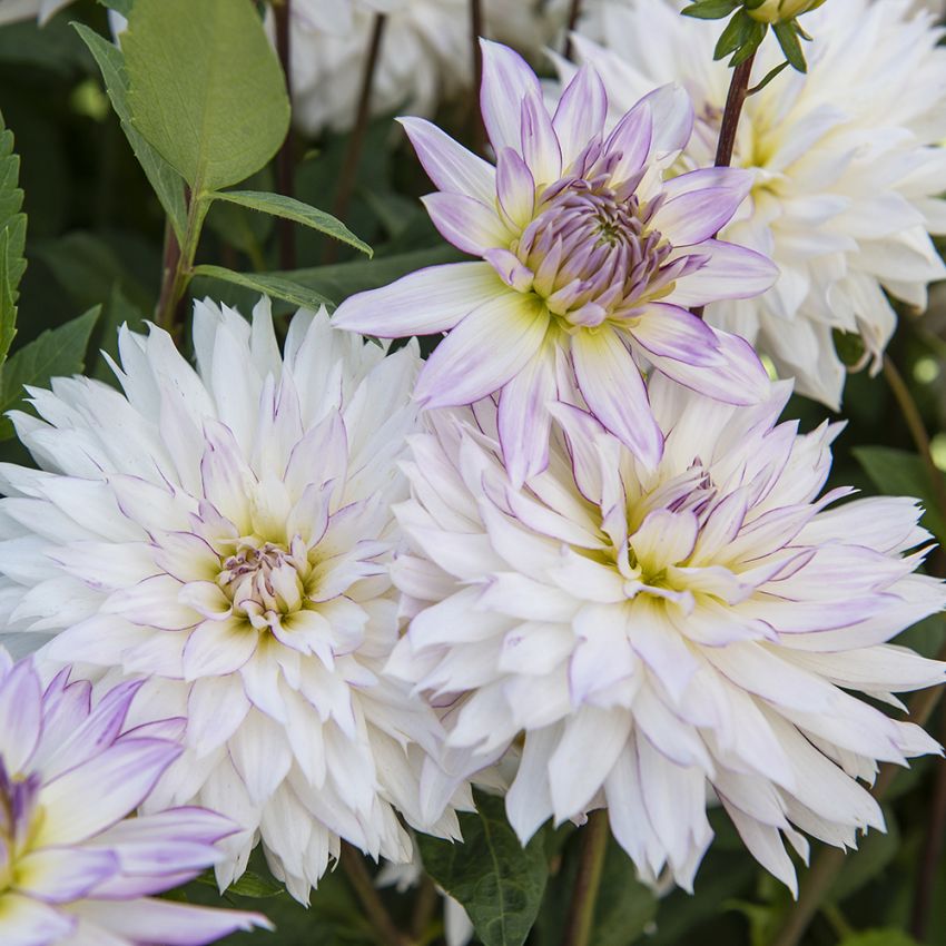 Dekorativ dahlia 'Crazy Love' 1 stk.