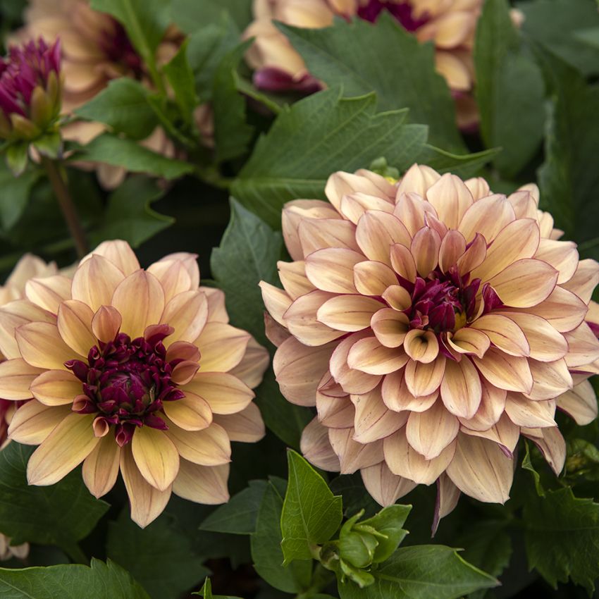 Åkandedahlia 'Crème de Cognac' 1 stk.