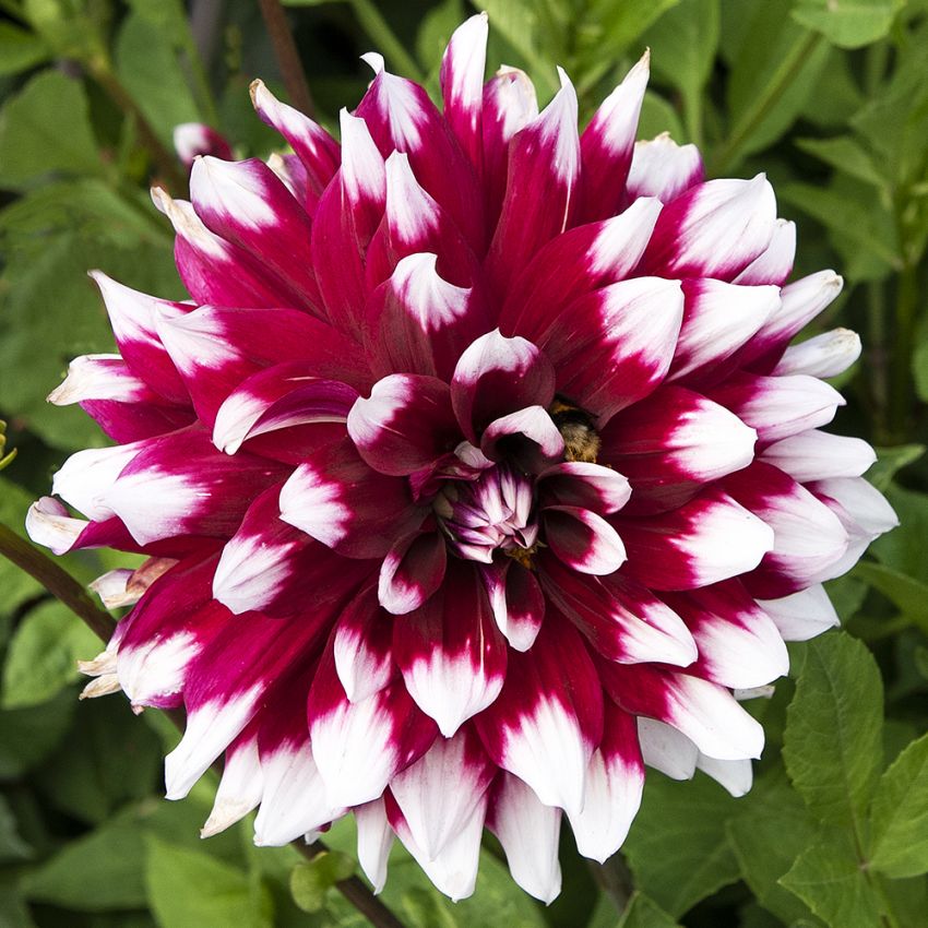 Dekorativ dahlia 'Duet' 1 stk.