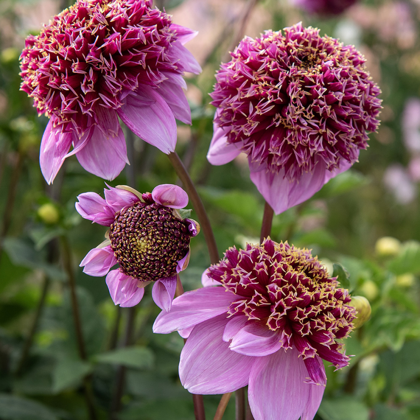 Anemondahlia 'Fenna Baaij'