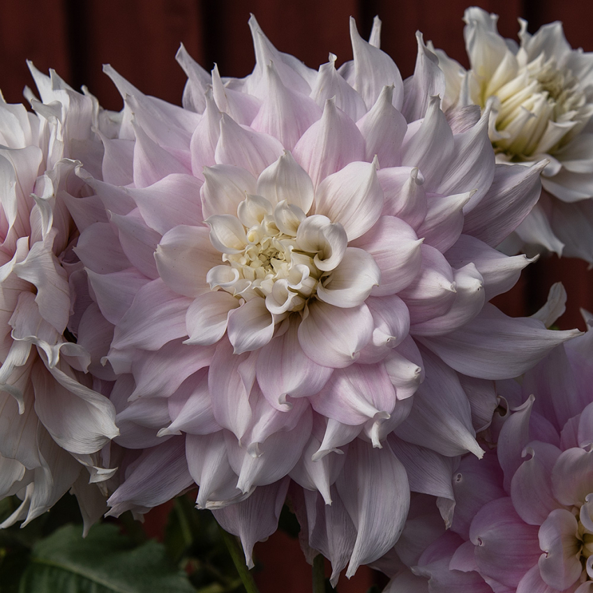 Dinnerplatedahlia 'Gitts Perfection', ca. 20-25 cm store, fyldte blomster i forskellige nuancer af sart rosa med cremehvide kronbladsspidser.