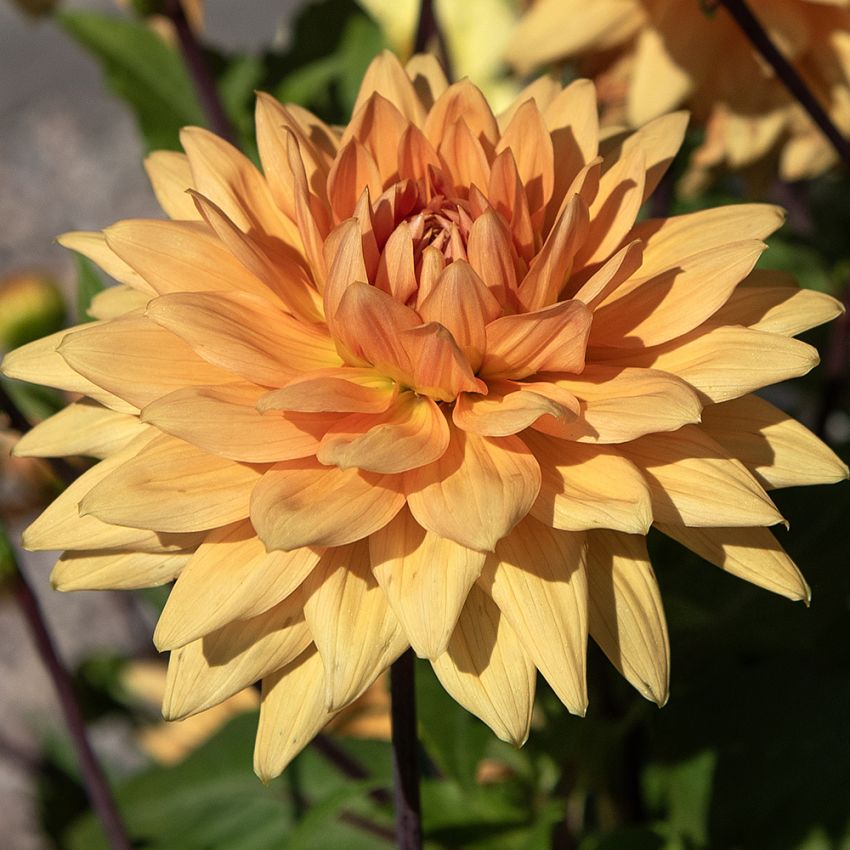 Dekorativ dahlia 'Glorie van Noordwijk' 1 stk.