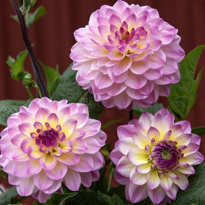 Dekorativ dahlia 'Jowey Gipsy' 1 stk.