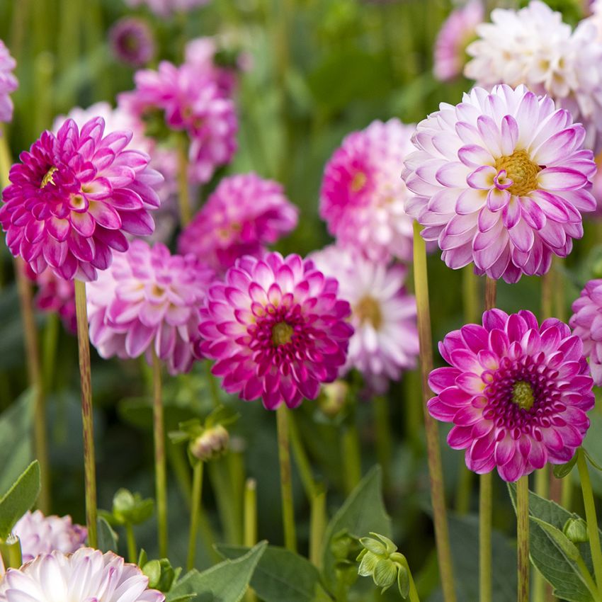 Dekorativ dahlia 'Pink Isa' 1 stk.