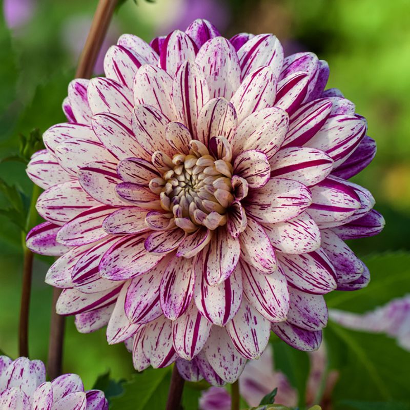 Dekorativ dahlia 'Smokey' 1 stk.