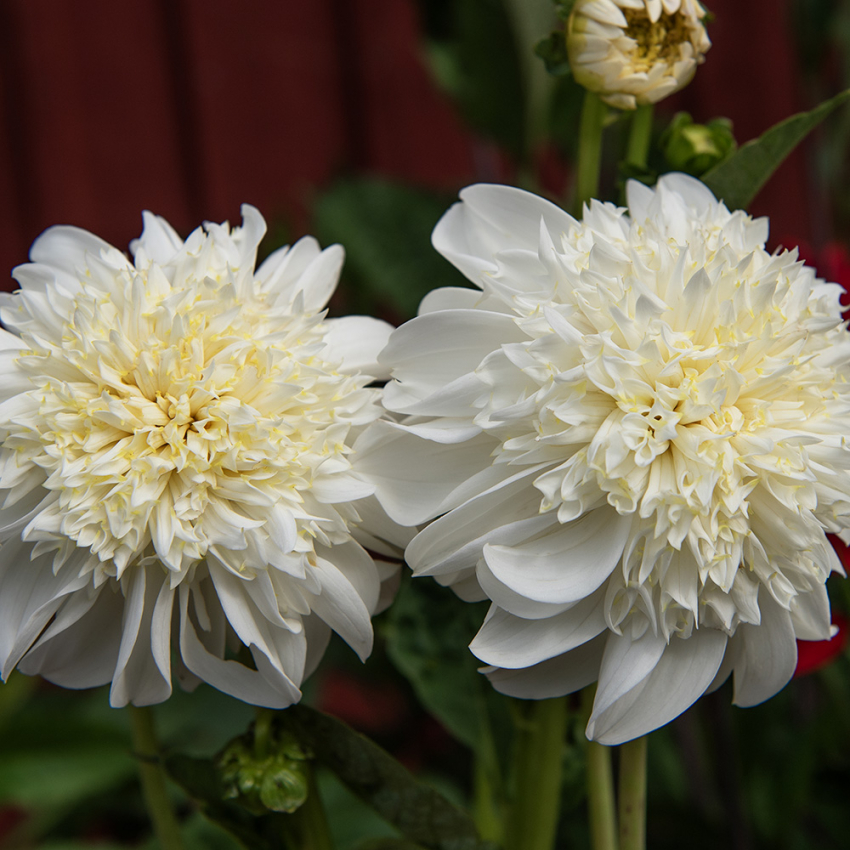 Anemondahlia 'Zahra'