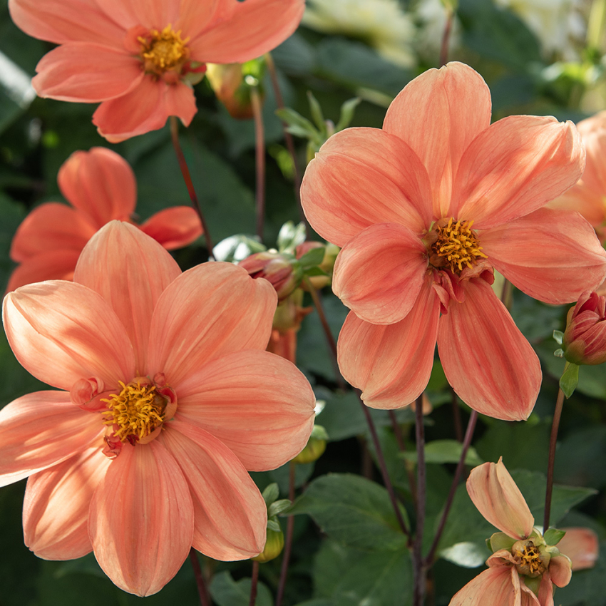 Enkeltblomstrende dahlia 'G.F. Hemerik'