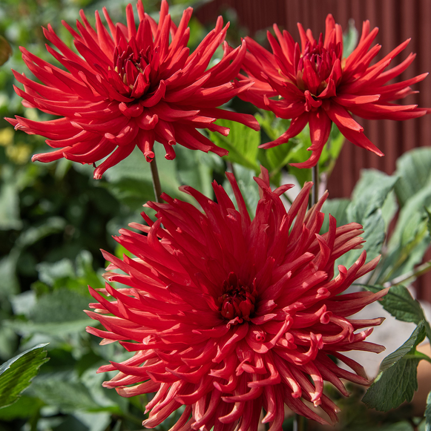 Kaktusdahlia 'Bergers Record' - Pragtfuld kaktusdahlia med ca. 15 cm store, fyldte, højrøde blomster. 