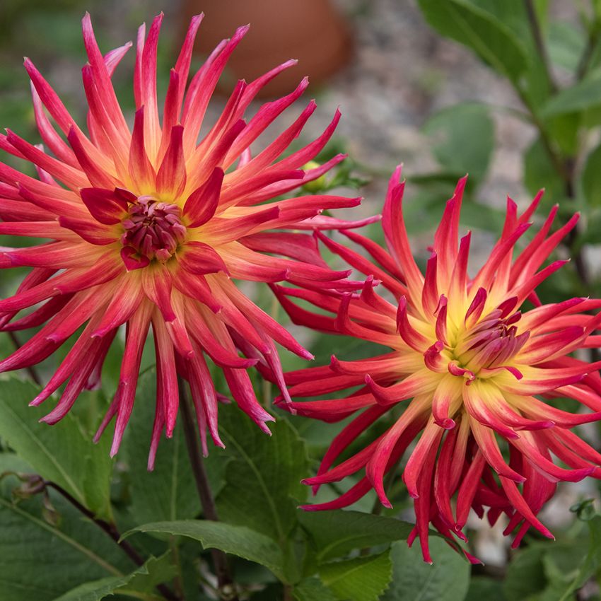 Kaktusdahlia 'Bora Bora' 1 stk.