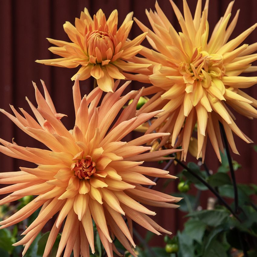 Kaktusdahlia 'Gold Crown' 1 stk.