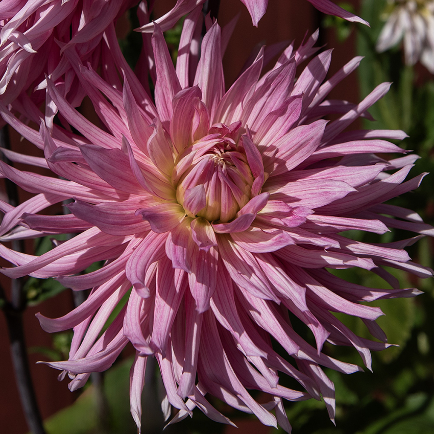 Kaktusdahlia 'Hollyhill Cotton candy', Dejlig kaktusdahlia med ca. 15-20 cm store, fyldte, klartrosa blomster med cremegul midte.