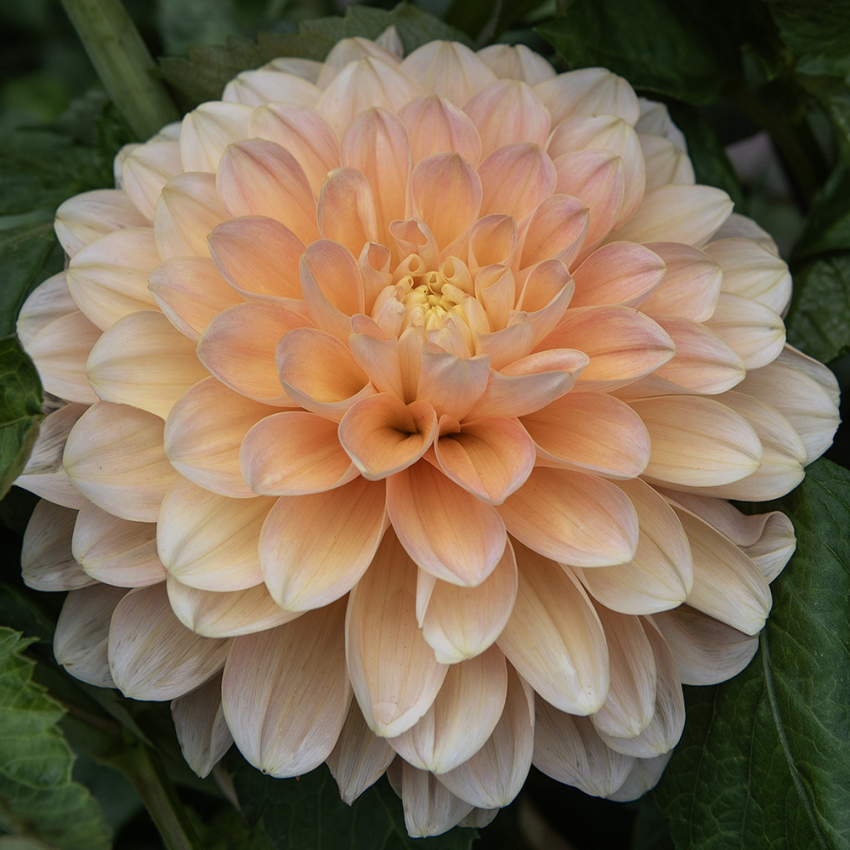 Dekorativdahlia 'Honey Dew'