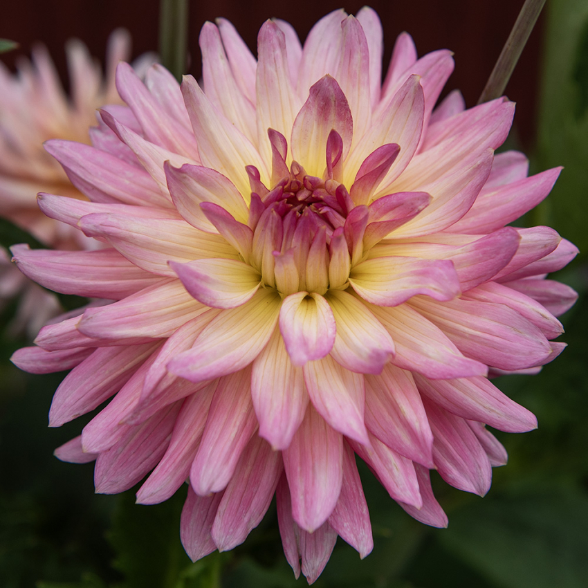 Kaktusdahlia 'Melody Gipsy', Mageløs kaktusdahlia ca. 12-15 cm store, fyldte, rosachangerende blomster med flødefarvet til citrongul midte.