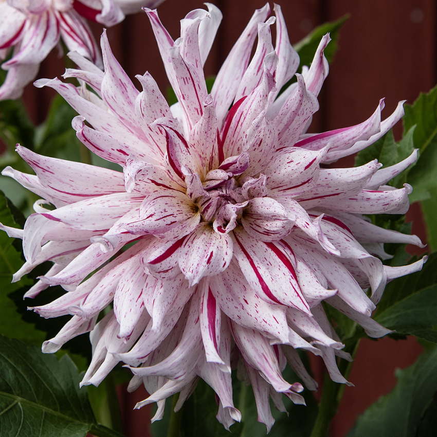 Kaktusdahlia 'Mick's Peppermint' 1 stk.