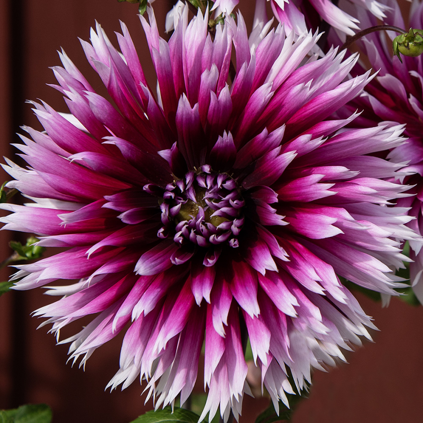 Fliget dahlia 'Alauna Clair-Obscur', ca. 10-15 cm store blomster i dybt purpurfarvet med hvide, frynsede kronbladsspidser i fin kontrast. 