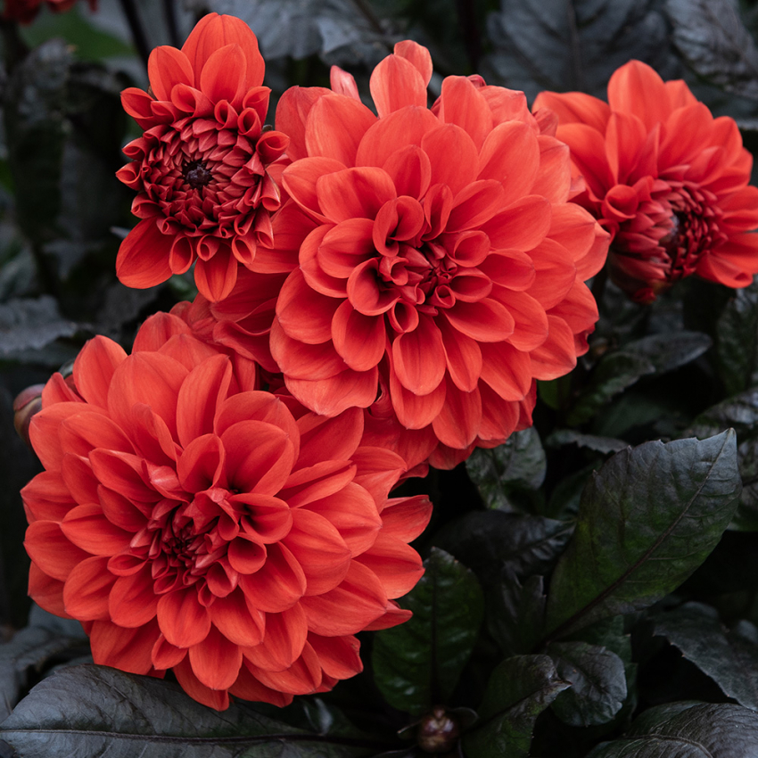 Dekorativ dahlia 'Ellen Houston'