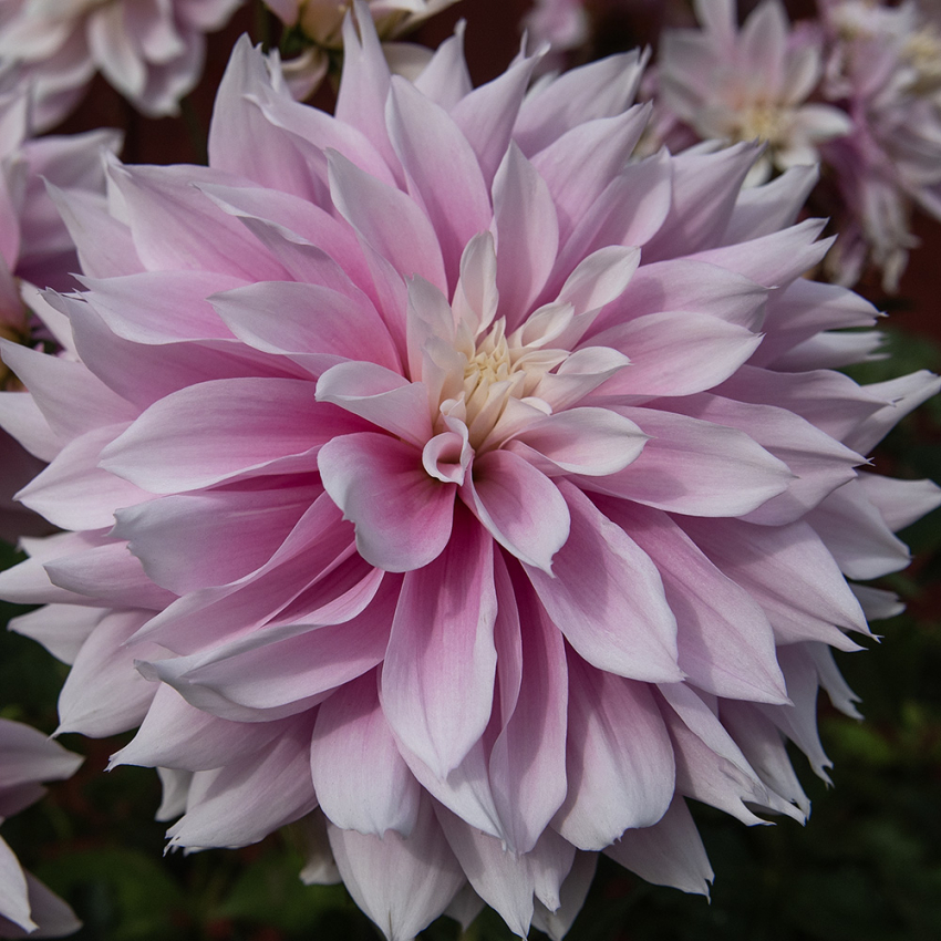 Dekorativdahlia 'Evanah'