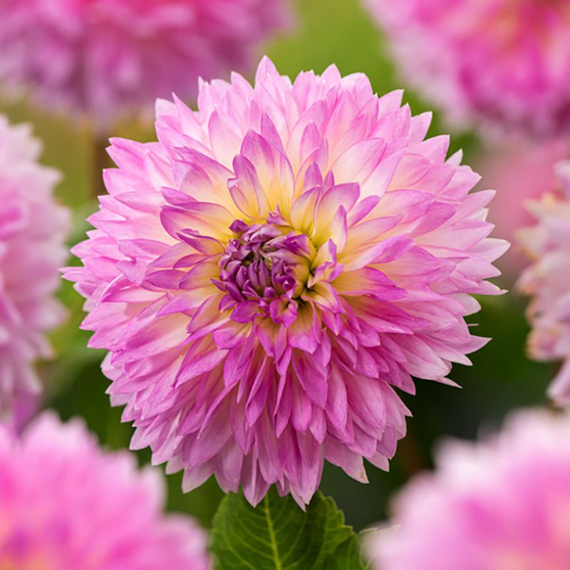 Fransdahlia 'Sakura Fubuki' 1 stk.