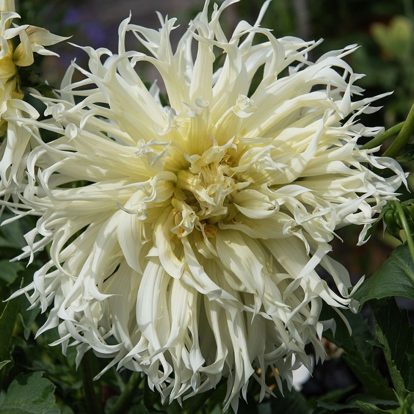 Fransdahlia 'Tsuki Yori No Shisha' 1 stk.