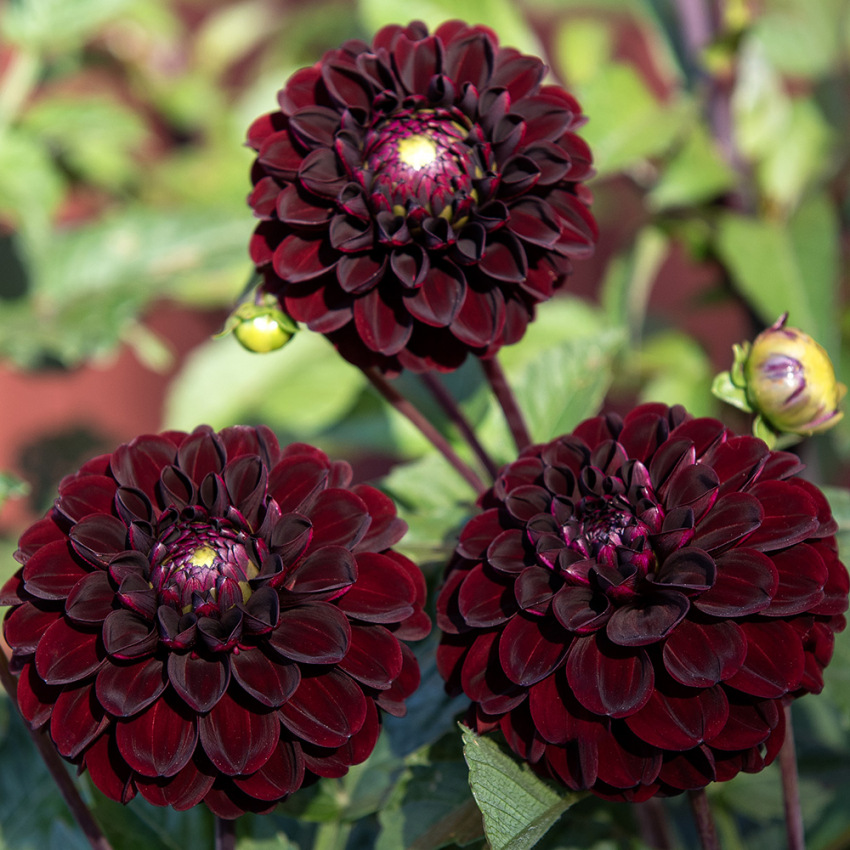 Pompondahlia 'Dark Spirit'