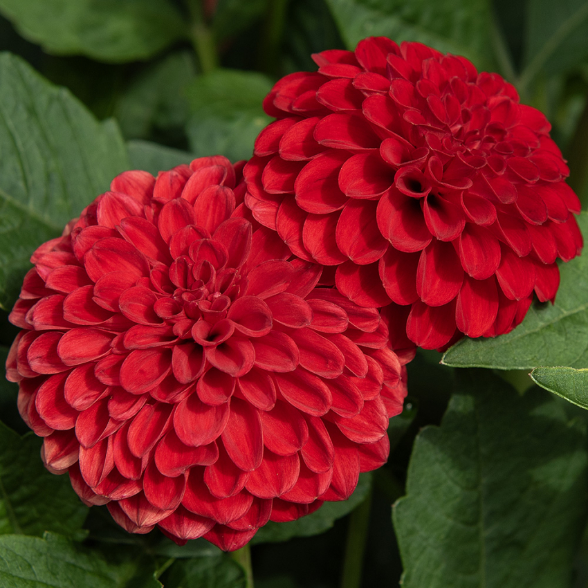 Pompondahlia 'Nescio', ca. 6-8 cm store, tætte, intensivt karminrøde, perfekt kuglerunde blomster. Meget fin og holdbar som snitblomst.