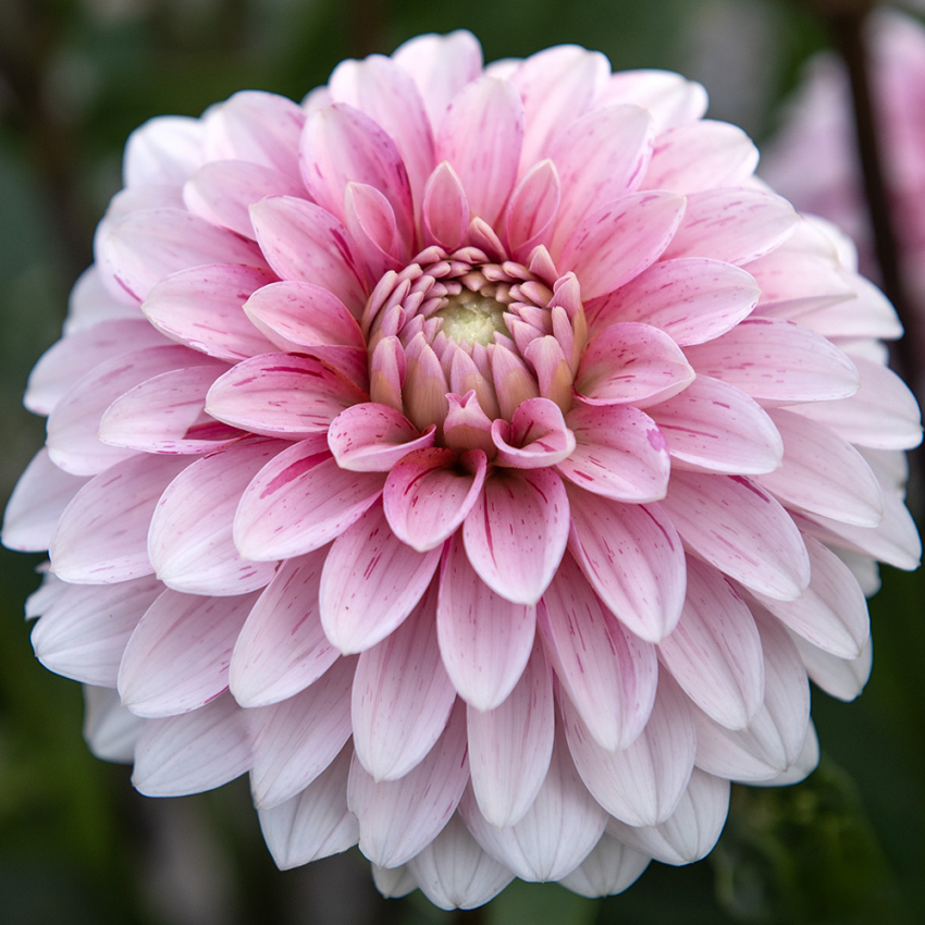 Dekorativdahlia 'Strawberry Cream'