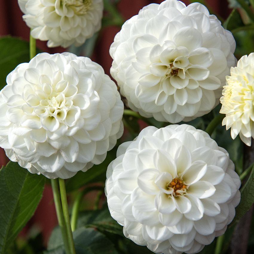 Pompondahlia 'White Aster' 1 stk.