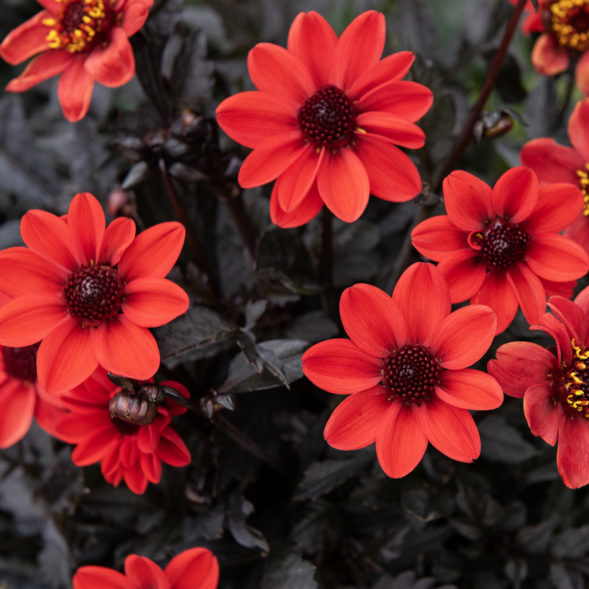 Enkel havedahlia 'Happy Days Cherry Red' 1 stk.