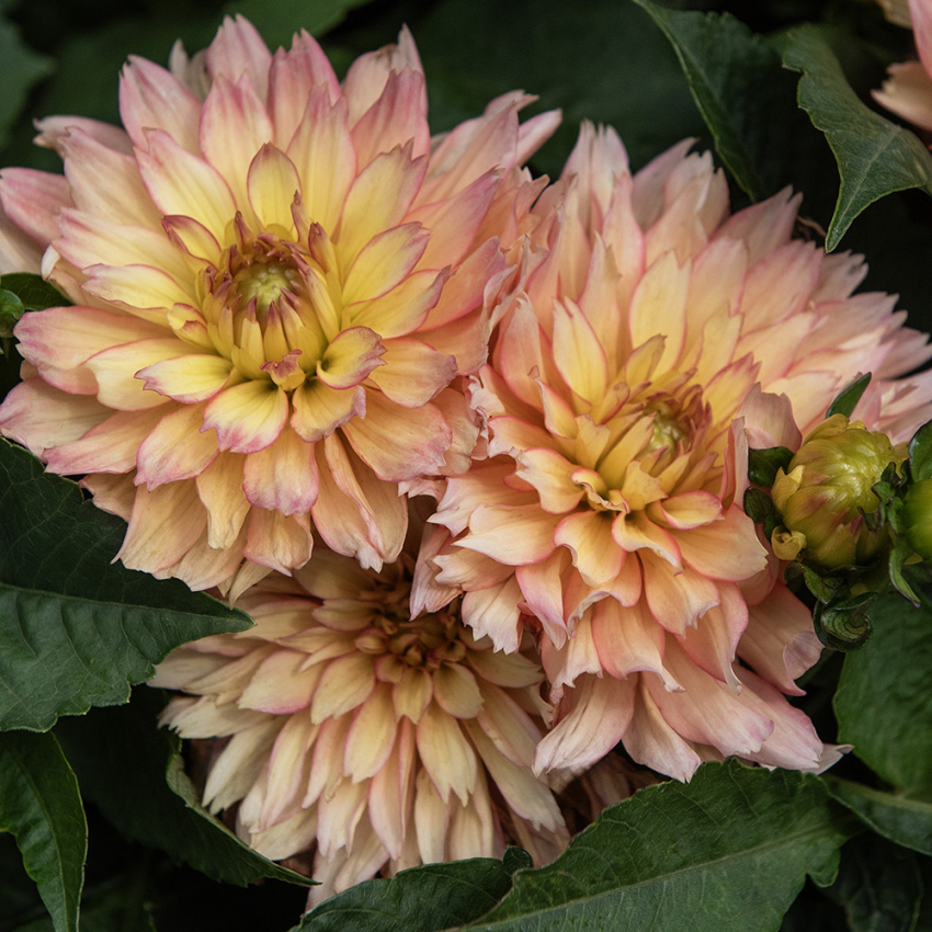 Dekorativ dahlia 'Gallery Pablo', Rigtblomstrende med en kompakt og buskagtig vækst, fremragende til krukker og bede.