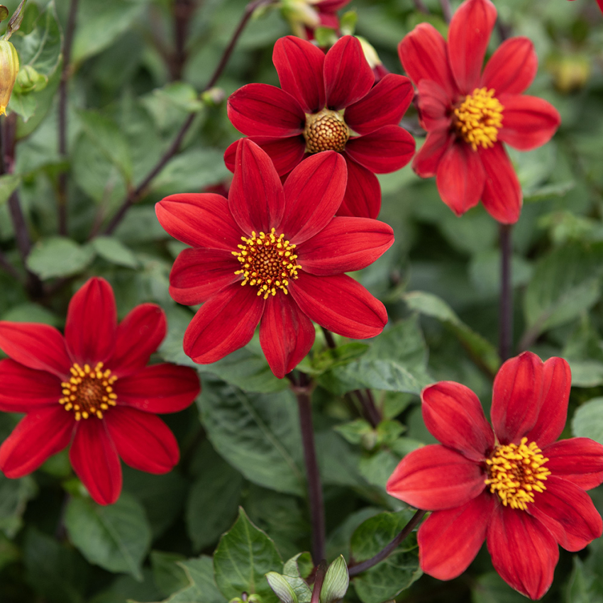 Enkel havedahlia 'Topmix Red' 1 stk.