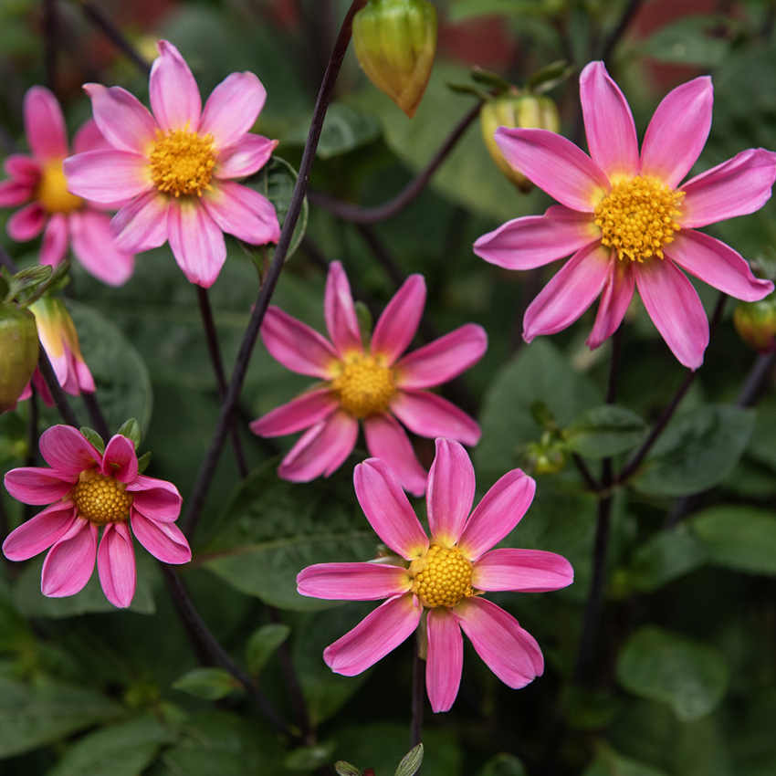 Enkel havedahlia ''Topmix Pink'' 1 stk.