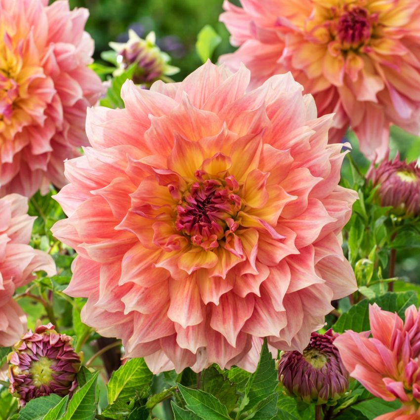 Dekorativ dahlia 'Pasadoble Dancer'