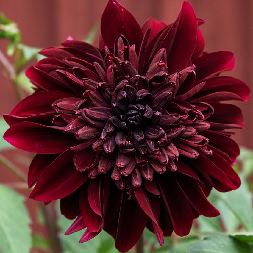 Anemone-dahlia 'Soulman' 1 stk.