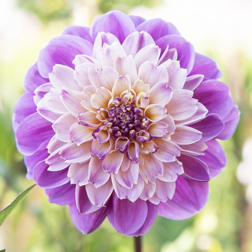 Anemone-dahlia 'Take Off' 1 stk.